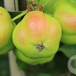 Malus d. Sternapfel 8-10 HA 25L