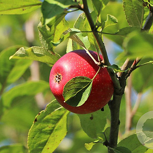 Malus d. Rote Sternrenette 8-10 HA 25L