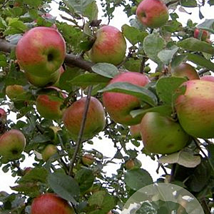 Malus d. Pomme de Coeur 8-10 HA 25L