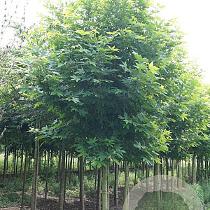 Platanus or. 'Mirkovec' 50-60 HO draadkluit 220 cm stam