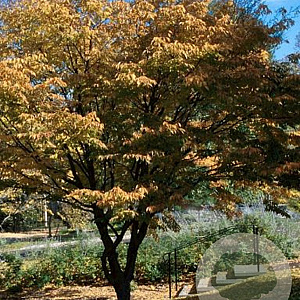 Carpinus laxiflora 6-8 HO draadkluit