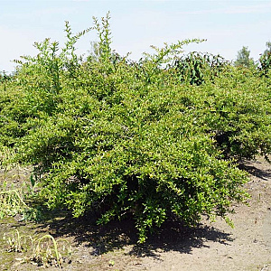 Berberis h.-g. 'Chenaultii' 125-150 cm met kluit struik