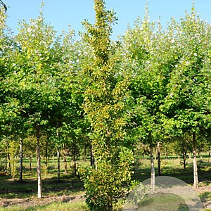 Ginkgo bil. 'Santa Cruz' 25-30 HO draadkluit 200 cm stam