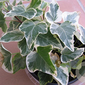Hedera algeriensis GM P9