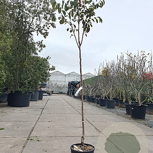 Diospyros kaki 6-8 HA container