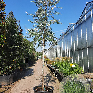 Elaeagnus angustifolia 200 cm stam container 20-25 leiboom