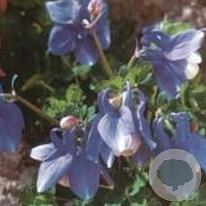 Aquilegia f. 'Ministar' GM P9