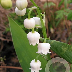 Convallaria maj. 'Fortin's Giant' GM P9