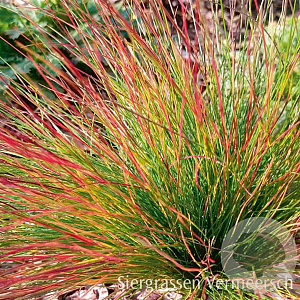Festuca 'Walberla' GM P9