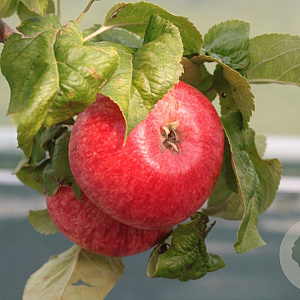 Malus domestica 'Beauty of Bath' 6-8 HO wortelgoed