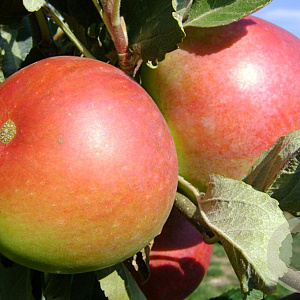 Malus domestica 'Katja' 6-8 HO wortelgoed