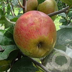 Malus domestica 'Keuleman' 6-8 HO wortelgoed