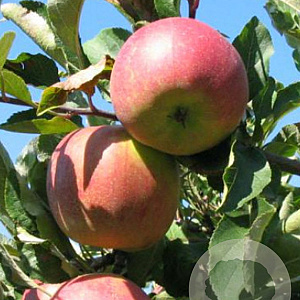 Malus domestica 'Melrose' 6-8 HO wortelgoed