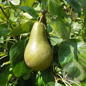 Pyrus communis 'Dirkjespeer' 6-8 HO wortelgoed