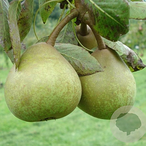 Pyrus communis 'Josephine de Malines' 6-8 HO wortelgoed