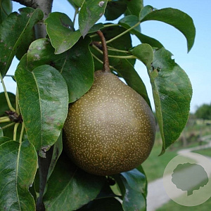 Pyrus communis 'Maagdenpeer' 6-8 HO wortelgoed