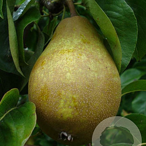 Pyrus communis 'Valse Ijsbout' 6-8 HO wortelgoed