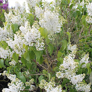 Syringa v. 'Prinses Beatrix' 250-300 cm draadkluit struik 175-200 diameter