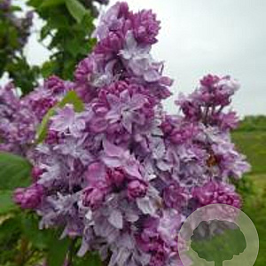 Syringa v. 'Monument Carnot' 250-300 cm draadkluit struik 175-200 diameter