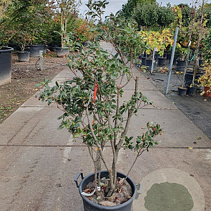 Rhododendron (AK) 'Knaphill Red' 125-150 cm container 