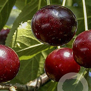 Prunus cerasus 'Kelleriis 16' 6-8 HO wortelgoed