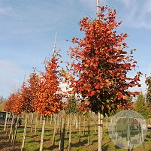 Carpinus bet. 'Lochglow' 10-12 HO draadkluit LEIVORM 200 cm stam