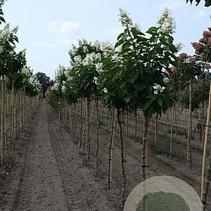 Hydrangea pan. 'Papillon' 8-10 HO draadkluit
