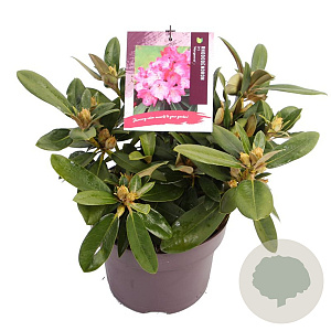 Rhododendron (Y) 'Morgenrot' 25-30 cm 5,0L