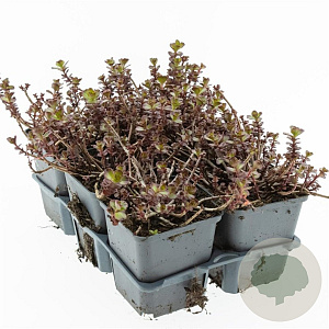 Sedum spurium 'Purple Winter' GM P9