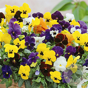 viola hybrida grootbloemig gemend GM P9