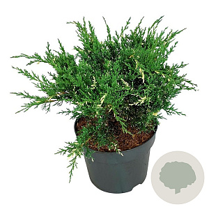 Juniperus pf. 'White Splash' 30-40 cm 6,5L