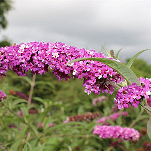Buddleja d. Berries & Cream GM 3,0L leverbaar