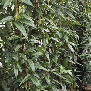 Clematis armandii 175-200 cm 7,5L