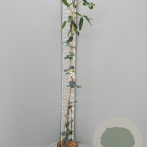 Clematis arm. 'Apple Blossom' 175-200 cm 7,5L
