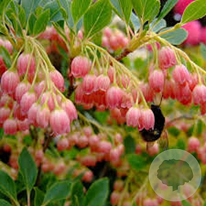 Enkianthus campanulatus 80-100 cm 10L
