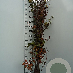 Fagus sylvatica 200-250 cm wortelgoed