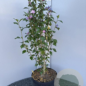 Hibiscus syr. 'Duc de Brabant' 80-100 cm 10L