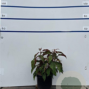 Hydrangea asp. Hot Chocolate 40-50 cm 7,5L