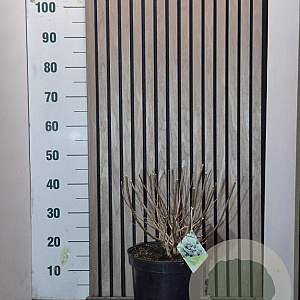 Hydrangea pan. Bobo 40-50 cm 7,5L