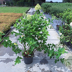 Hydrangea pan. 'Limelight' 60-80 cm 10L