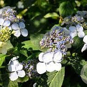 Hydrangea s. 'Forgetmenot' GM 3,0L leverbaar
