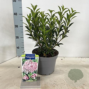 Kalmia lat. 'Tiddlywinks' 25-30 cm 3,0L