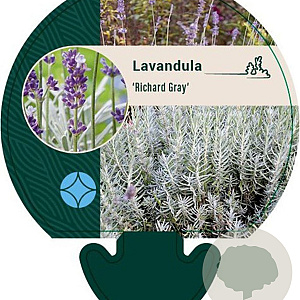 Lavandula 'Richard Gray' GM P9