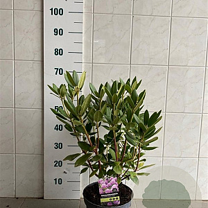 Rhododendron 'Catawb. Grandiflorum' 40-50 cm 5,0L