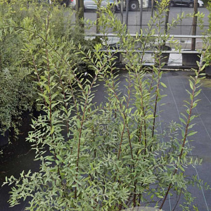 Spiraea cinerea 'Grefsheim' 100-125 cm 10L