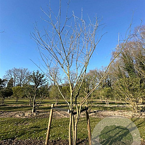 Styphnolobium japonicum 400-450 cm draadkluit meerstammig