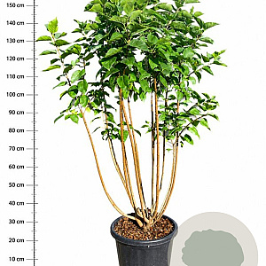 Syringa v. 'Michel Buchner' 125-150 cm 25L