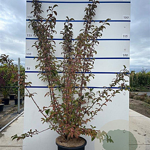 Viburnum bodn. 'Charles Lamont' 150-175 cm 20L