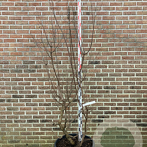 Vitex agnus-castus Delta Blues 175-200 cm cont. 70L meerstammig