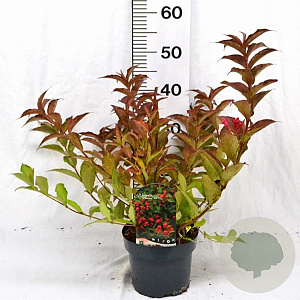 Weigela All Summer Red 30-40 cm 3,0L